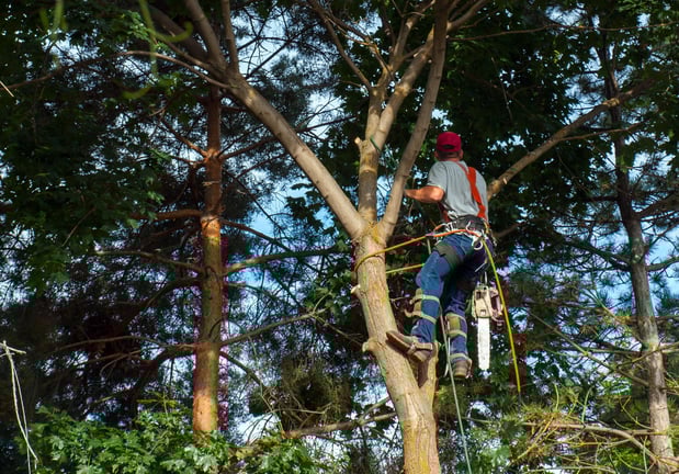 Images Nationwide Tree Service