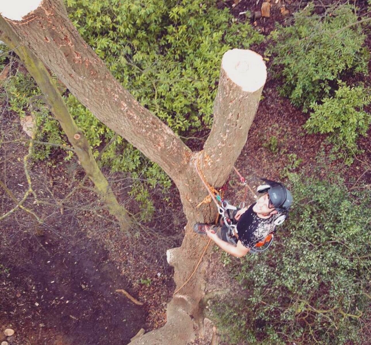 Images Trident Tree Solutions Ltd.