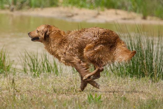 Images Performance Bred Golden Retrievers