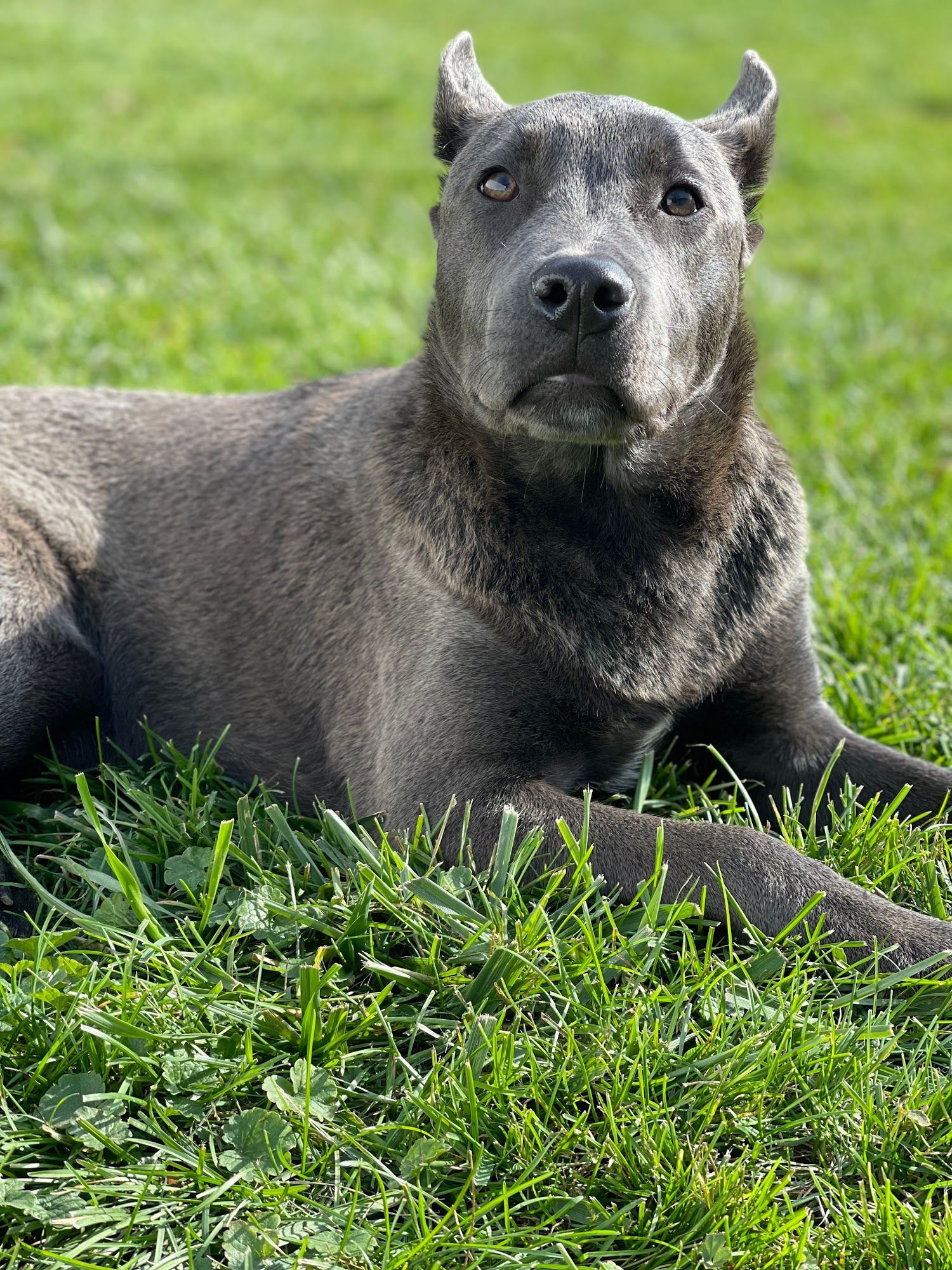 A gray dog with cropped ears lies calmly on green grass outdoors, looking directly at the camera. The dog’s short coat and relaxed posture suggest comfort while resting in a grassy area.