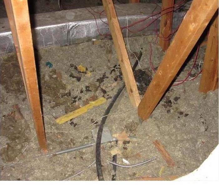 Animals in an attic create a biohazard cleanup situation. Over the years, we have learned that Raccoons establish a designated toilet area. In some ways this simplifies the cleanup effort compared to other critters that make a home in an attic. If your home or facility needs help, give us a call at 50-591-4137.
