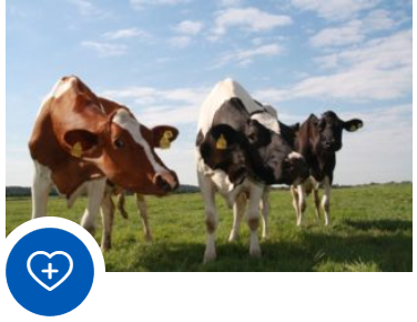 NUTZTIERE
Durch unsere Praxis werden Milcherzeugerbetriebe und Mutterkuhhaltungen betreut. Wir helfen aus tierärztlicher Sicht standardisierte Arbeitsabläufe für Ihren Betrieb zu entwickeln und regelmäßige Kontrollpunkte einzurichten.