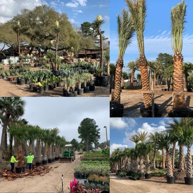 Images Rosehill Palms Landscaping & Garden Center