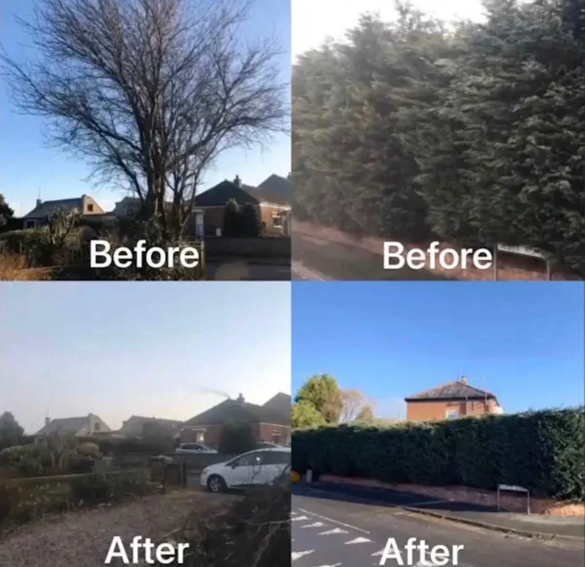 Images Tree Doctors & Landscaping