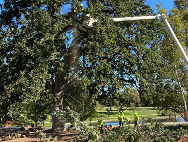 Images Newbury Park Tree Service
