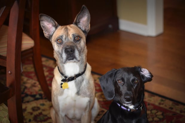 Images Creature Comforts Pet Sitting & Services