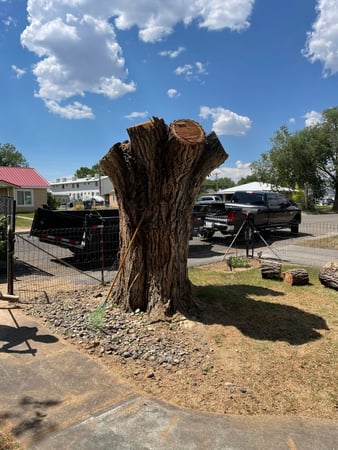 Images H & S Tree Care