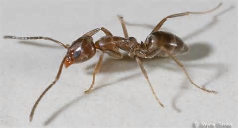 New World Pest Control