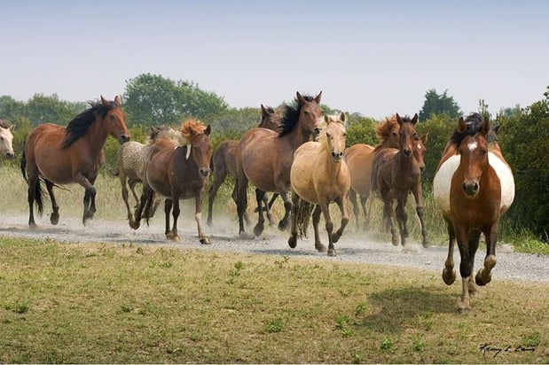 Images Hampton Inn & Suites Chincoteague-Waterfront