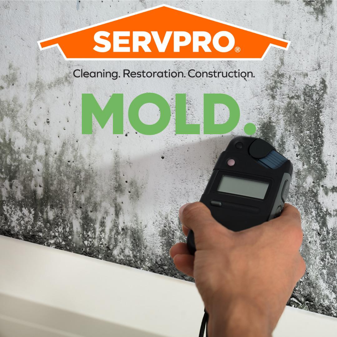 Mold Restoration Services