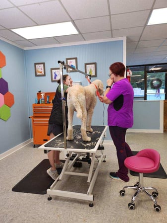 Images Dragonfly Dog Grooming LLC