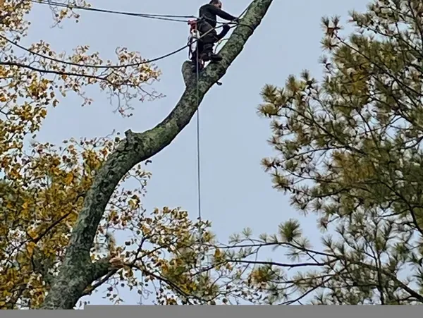 Images Smiths Tree Service