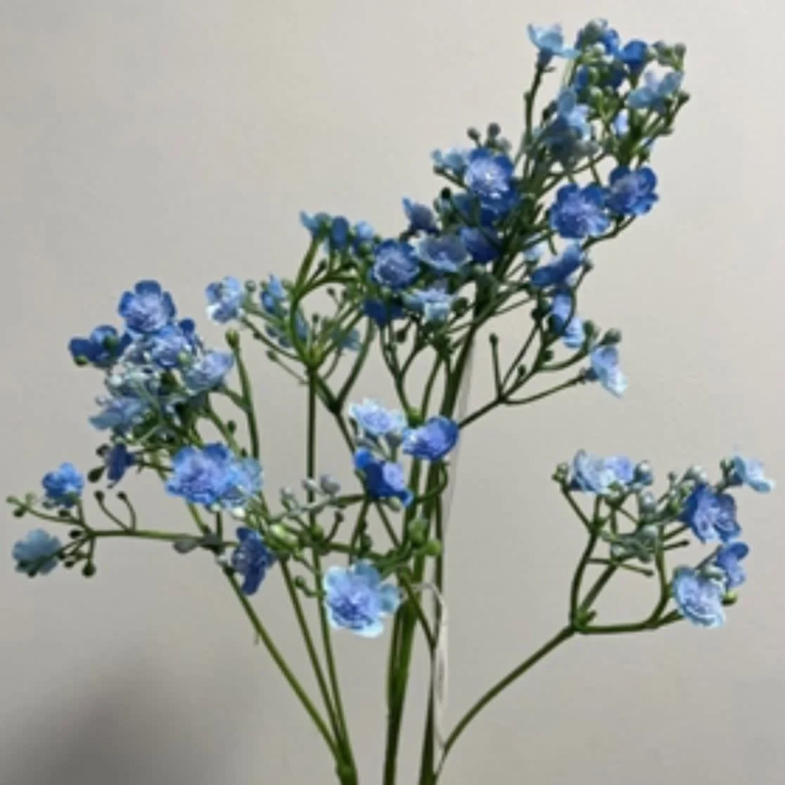 Images Village Green Wholesale Ltd