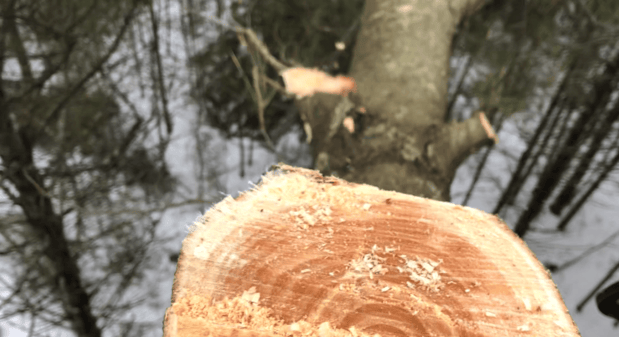 Images Colonial Tree Service