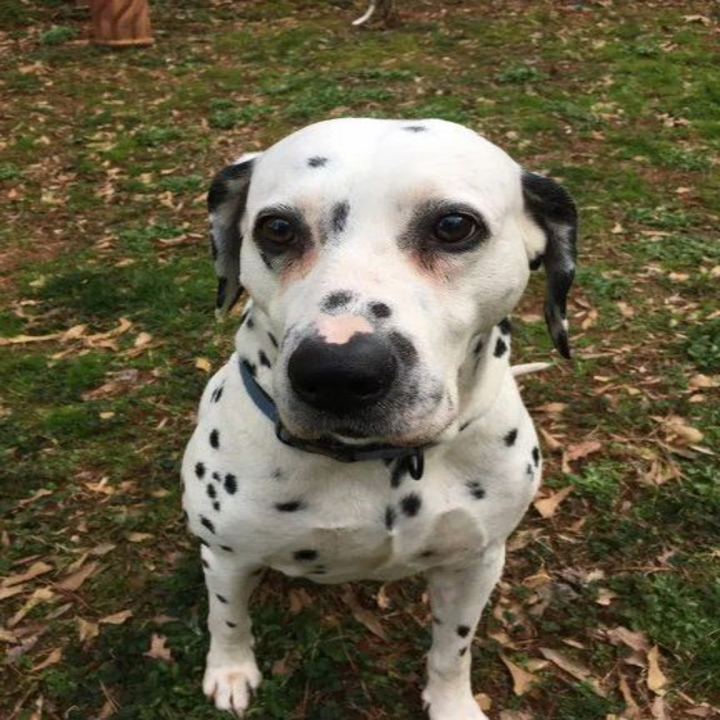 Images Brookwood Animal Hospital