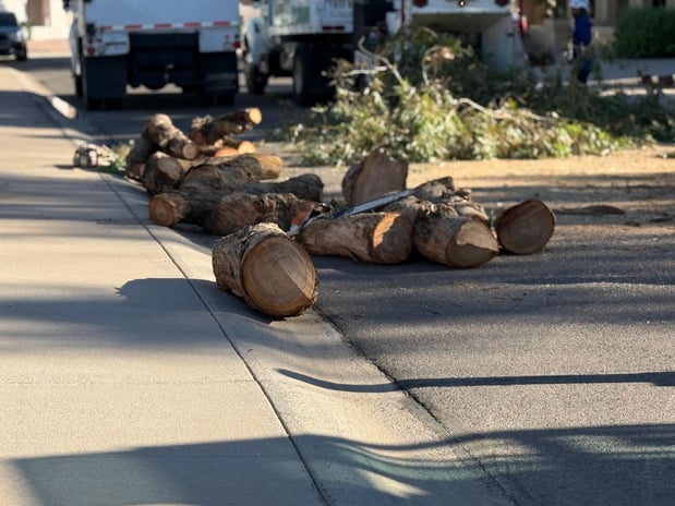 Images Arizona Tree Team | PHOENIX TREE TRIMMING