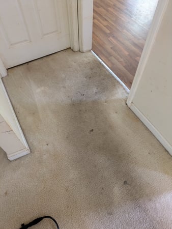 Images Purifications Carpet Cleaning
