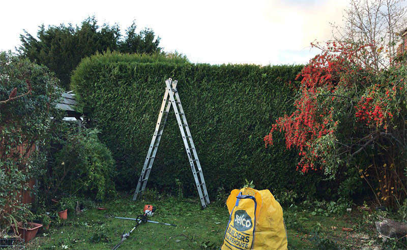 Images Jays Tree Care & Gardening Services