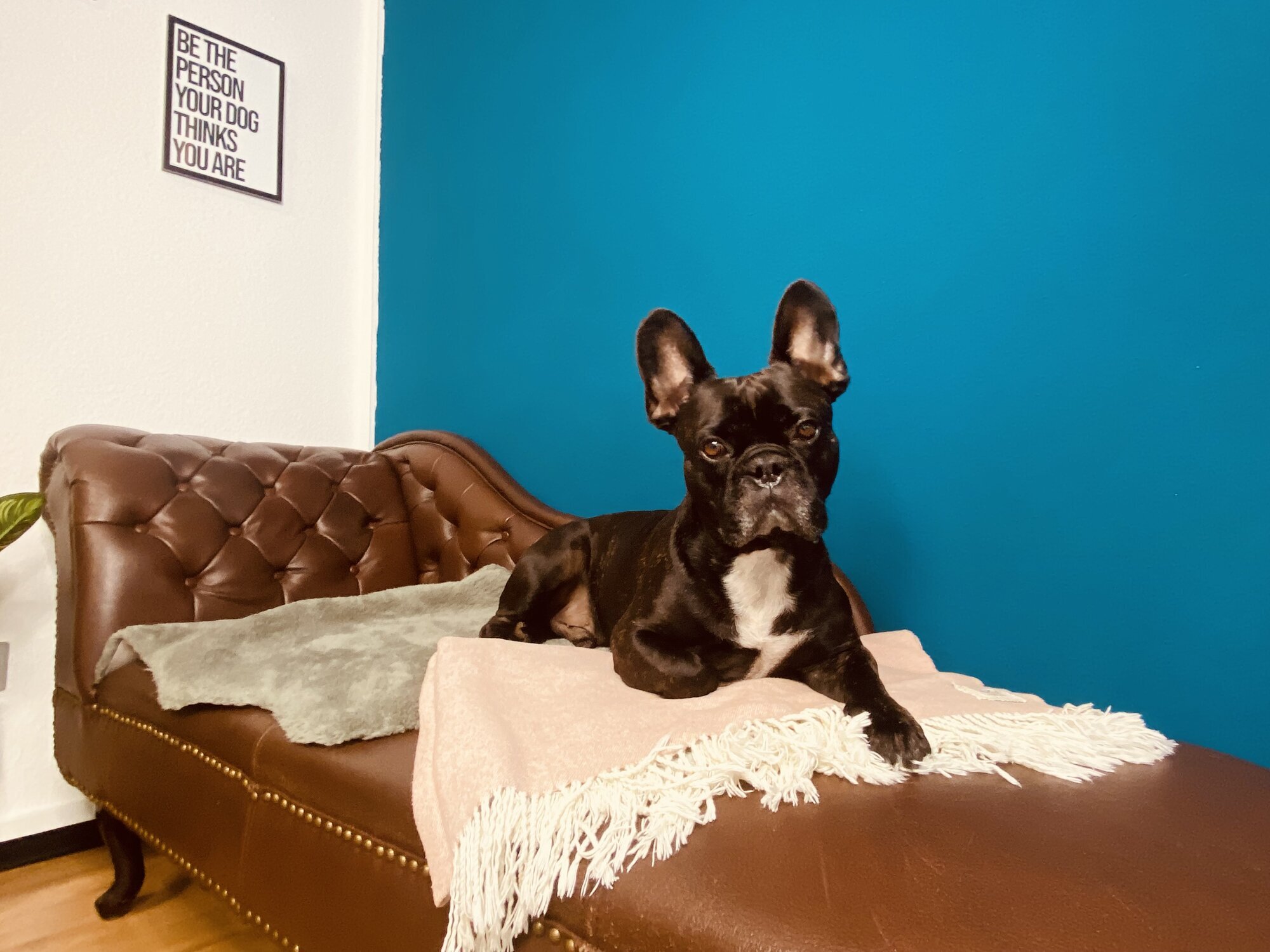 Artgerecht-dogspa, Gereonstraße 10 in Willich