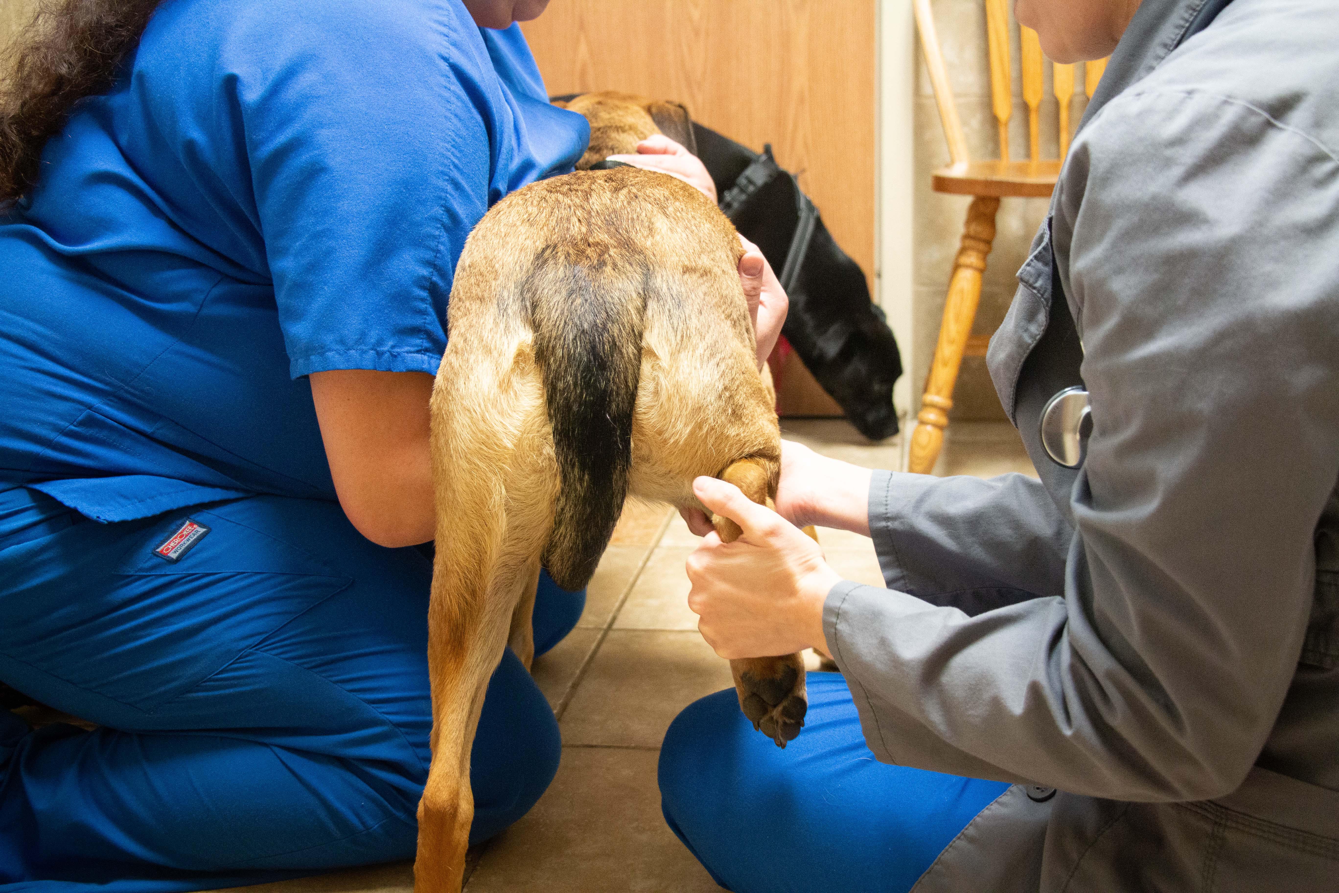 During a routine wellness visit, one of our veterinarians will perform a comprehensive physical examination to better understand your dog or cat's general health.