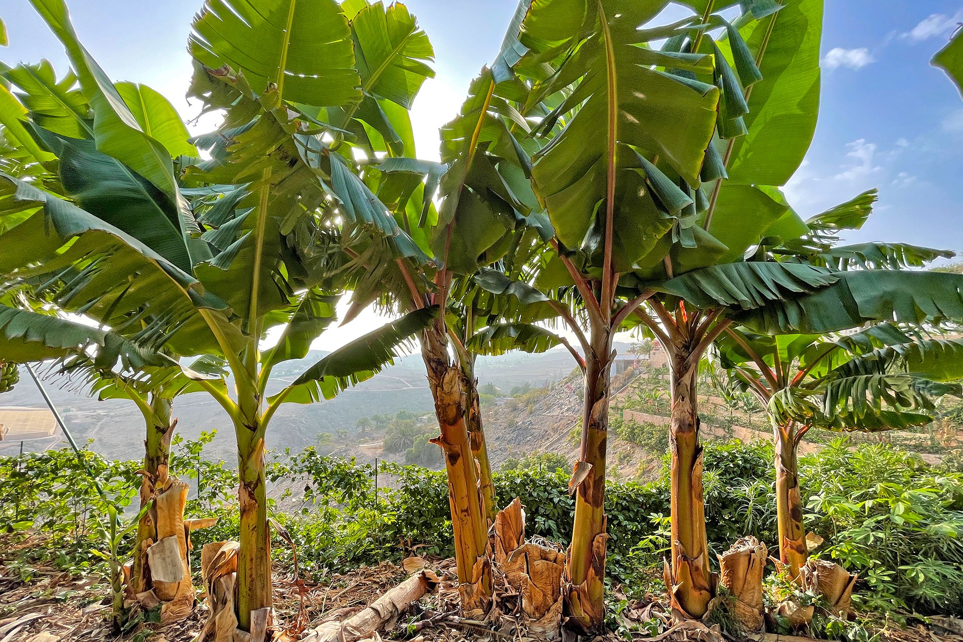 Images Finca Durian