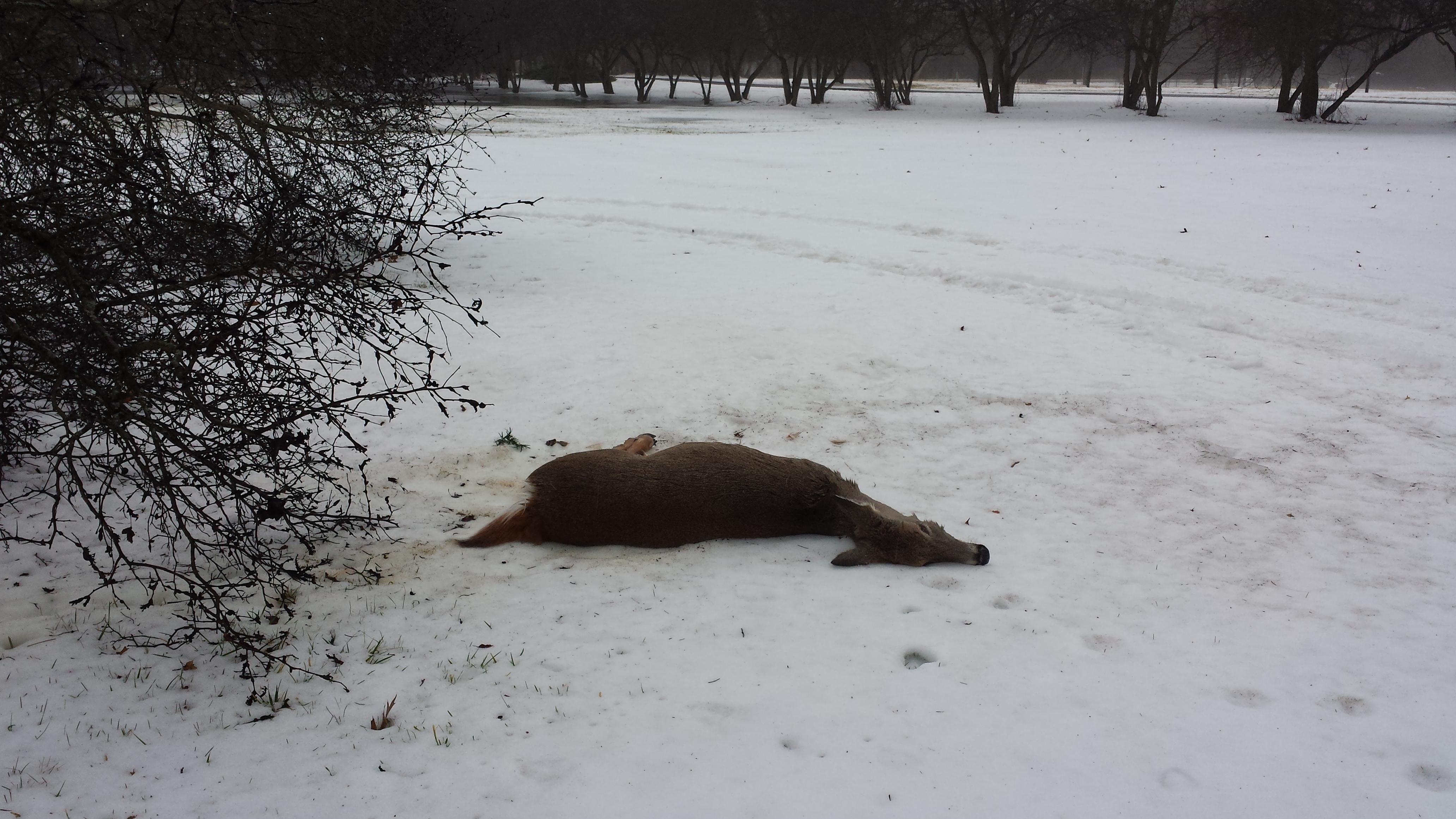 Dead Deer Removal Animal Control Specialists Inc Wauconda (847)827-7800
