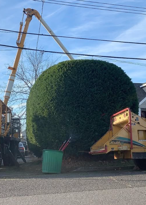 Images R.T. Davies Inc. Tree Experts