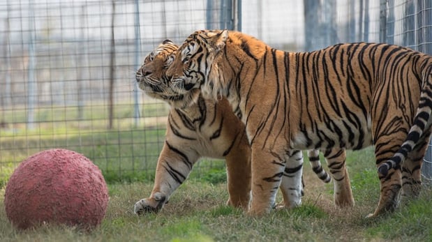 Images Candlewood Suites Fayetteville-Univ of Arkansas by IHG