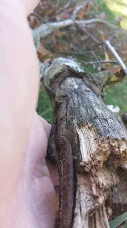 Images TNT Tree Service