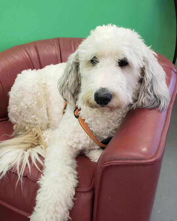 Images Highland Pets