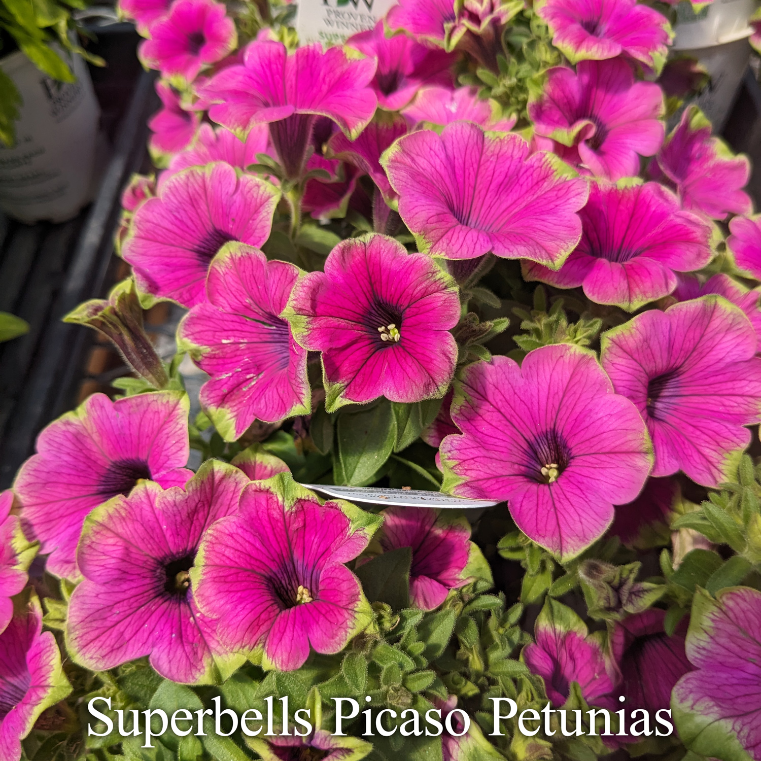 Superbells Picaso Petunias