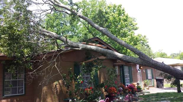 Images TNT Tree Service