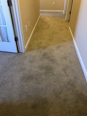 Images Carpet Pro Carpet Cleaning & Dyeing