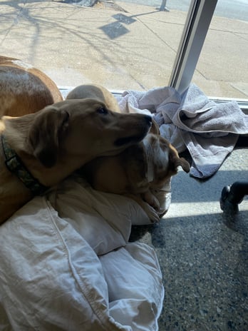 Images VCA Animal Care Center of Chicago