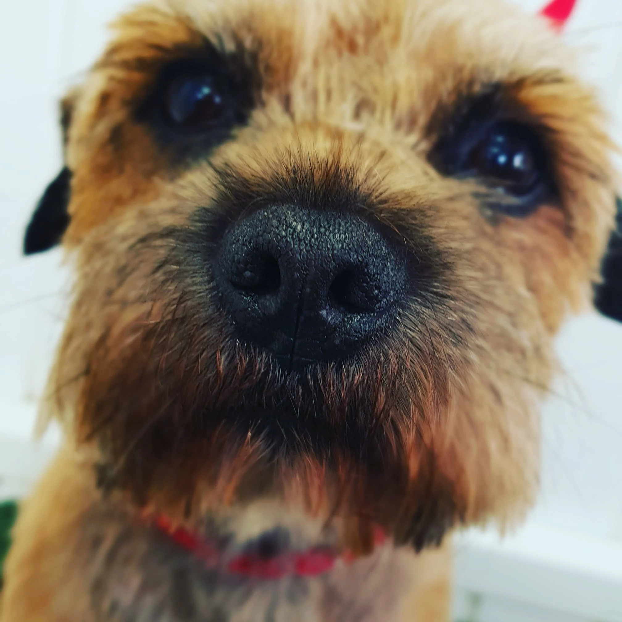 Images Karens Canine Cuts