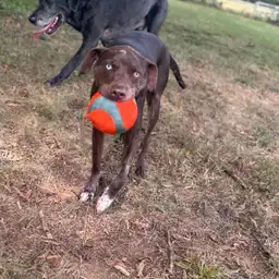 Sniffspot Yolistone Image