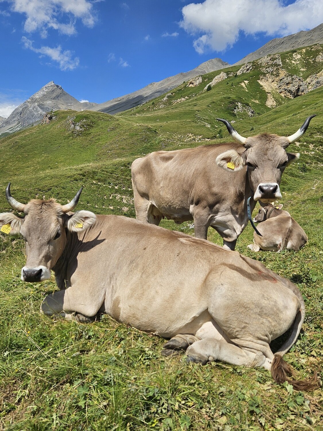 Bilder Schweizer Original Braunvieh Zuchtbetrieb Quarten