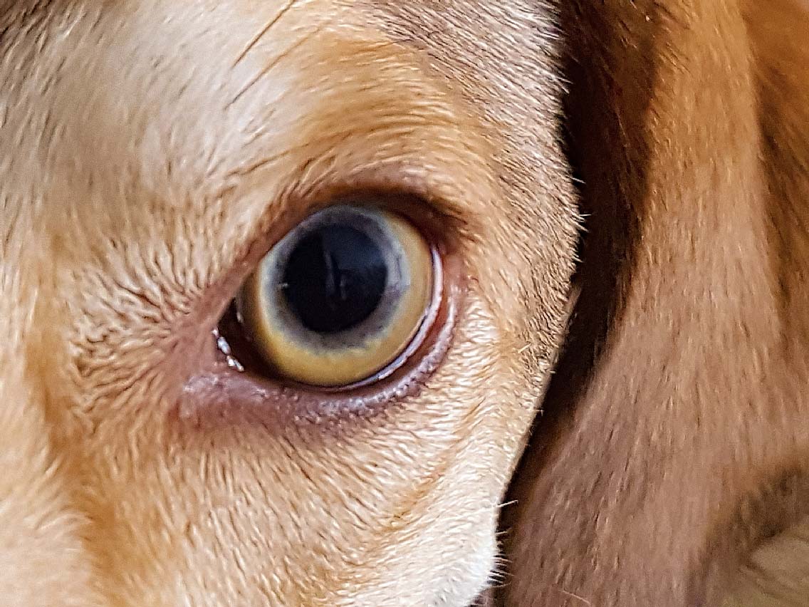 Lenny's Lerntreff - Die freundliche Hundeschule mit Herz in Bad Sobernheim