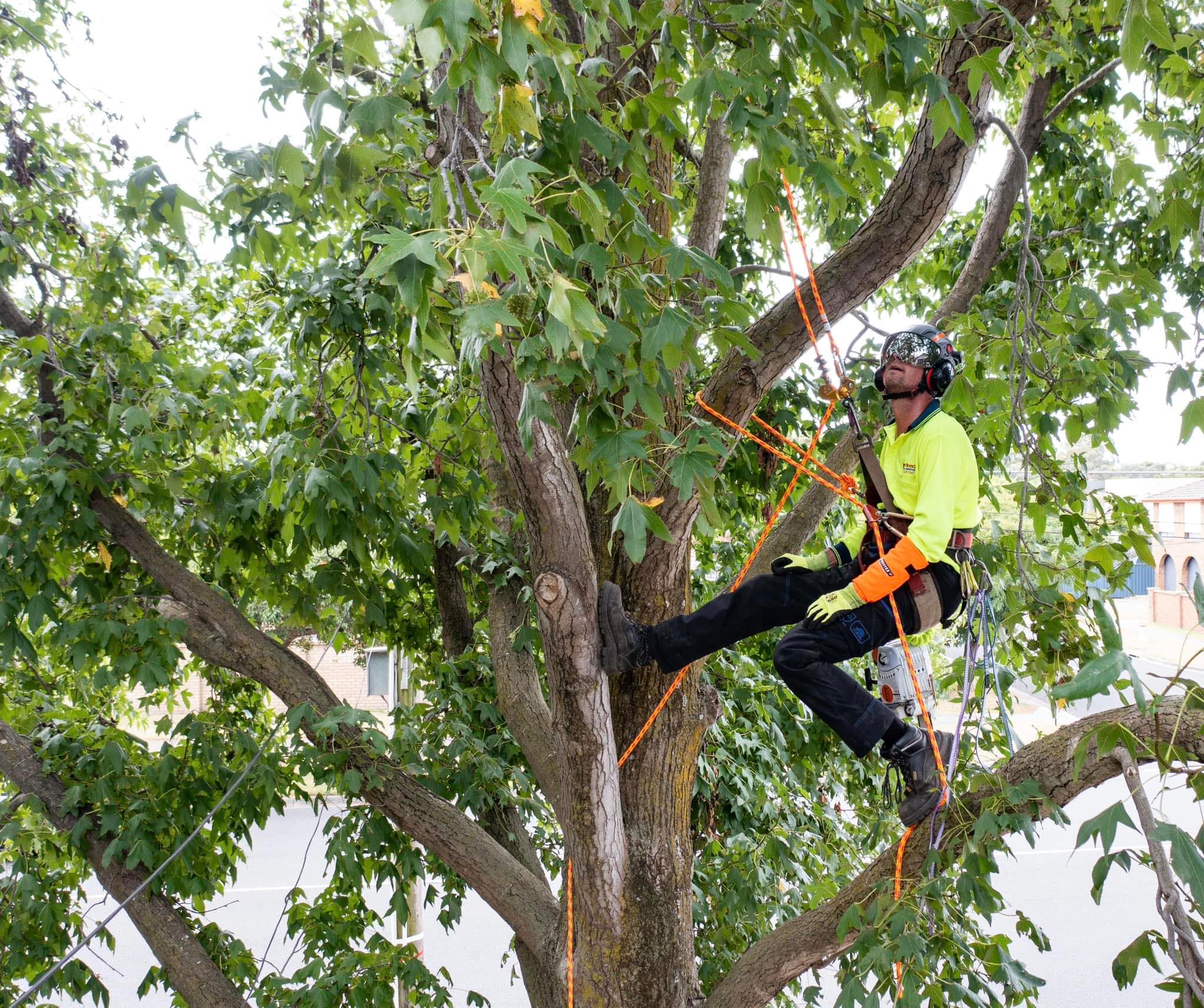 Images Redback Tree Services