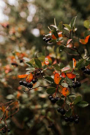 Images Lake Placid Lodge