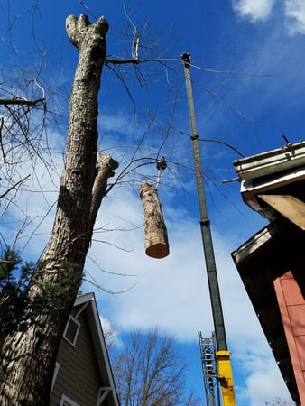 Images Keil Tree Experts Inc