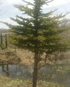 Mogote Meadow Cabins & RV Park Image