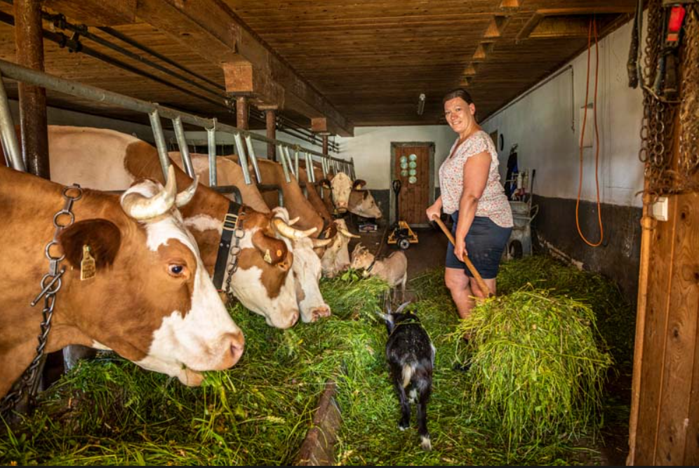 Bild 3 von Reitlhof, Familie Krispler, Krispl