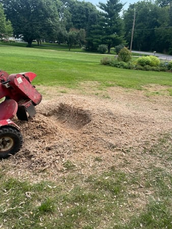 Images Martinez Tree Service