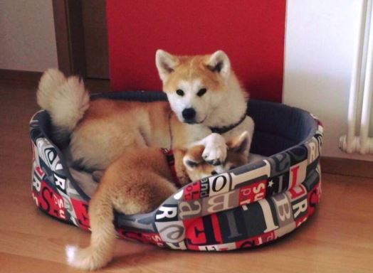 Images Homerdog