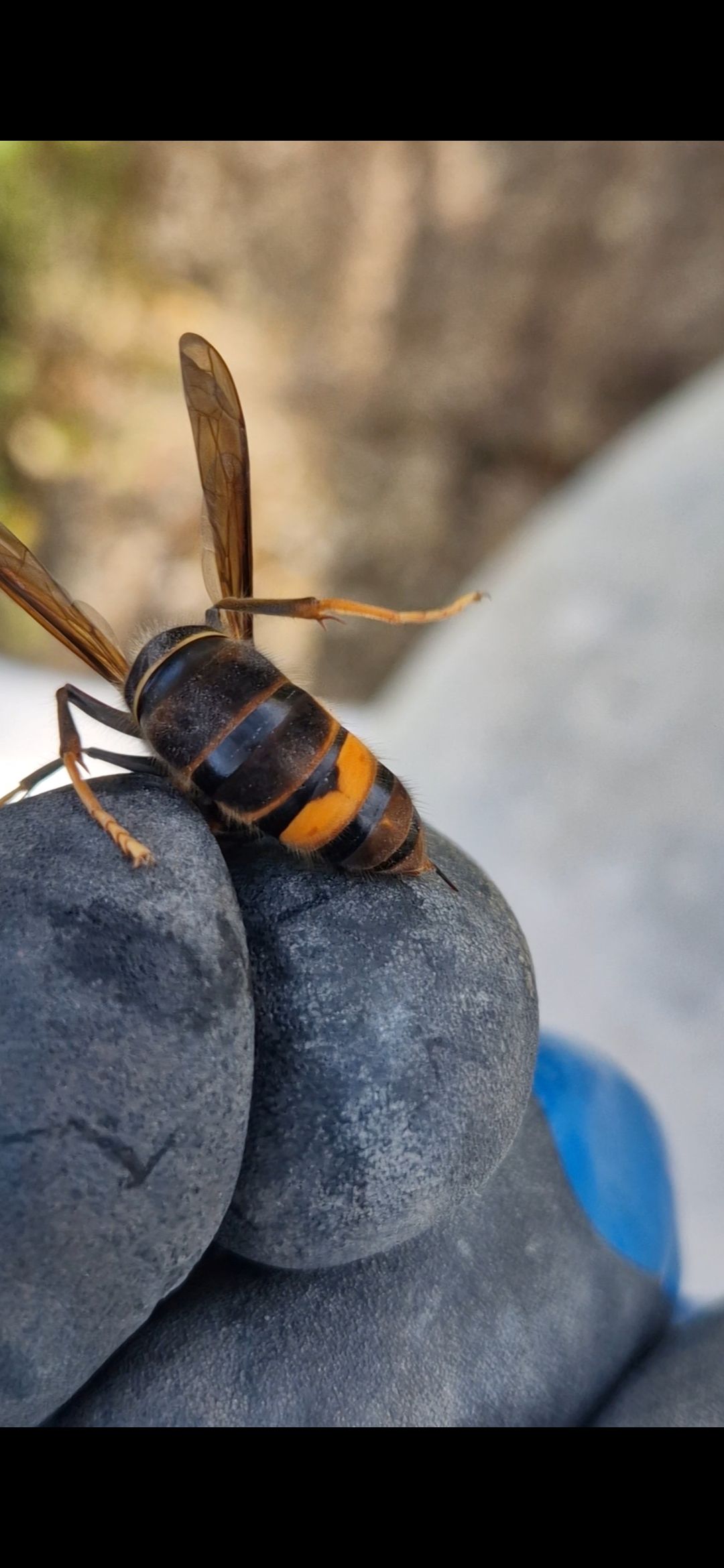 frelons asiatique qui montre son aiguillon à muron frelons asiatique qui montre son aiguillon à muron