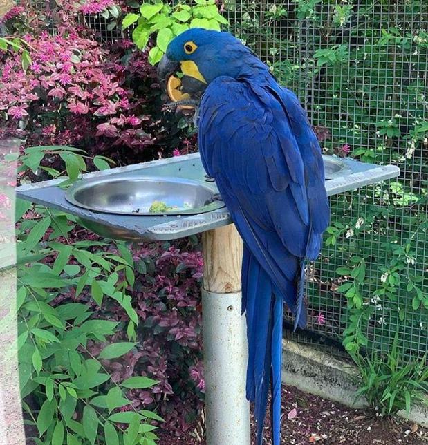 Images Macaw Bird Ranch