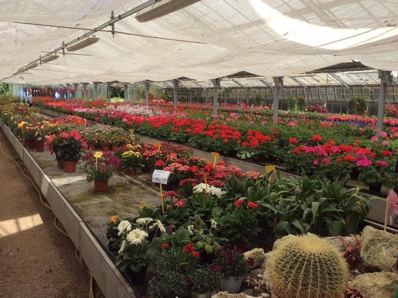 Images Floricoltura Ballandi