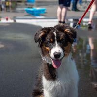 Benson's Pet Center (Colonie) Photo