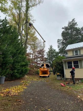 Images D&D Tree Removal